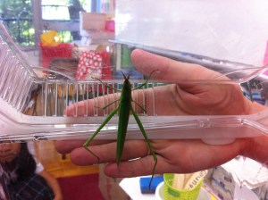 Giant grasshopper