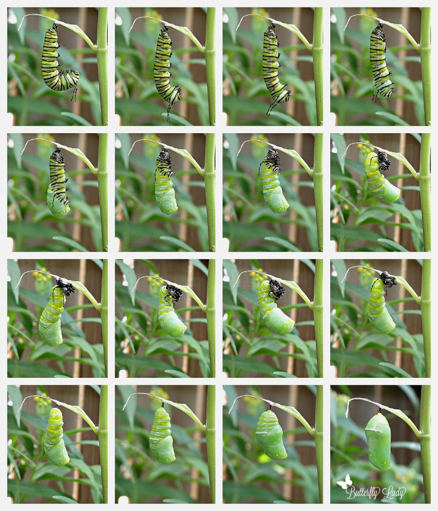 Inspire your students by teaching them the life cycle of the butterfly. This simple chant invites students to do fingerplay movement or use their whole body. You can find this beautiful chant by Kathy Kampa on Jump Jump Everyone.