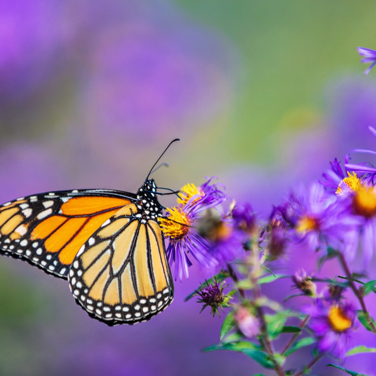 The Life Cycle of the&nbsp;Butterfly