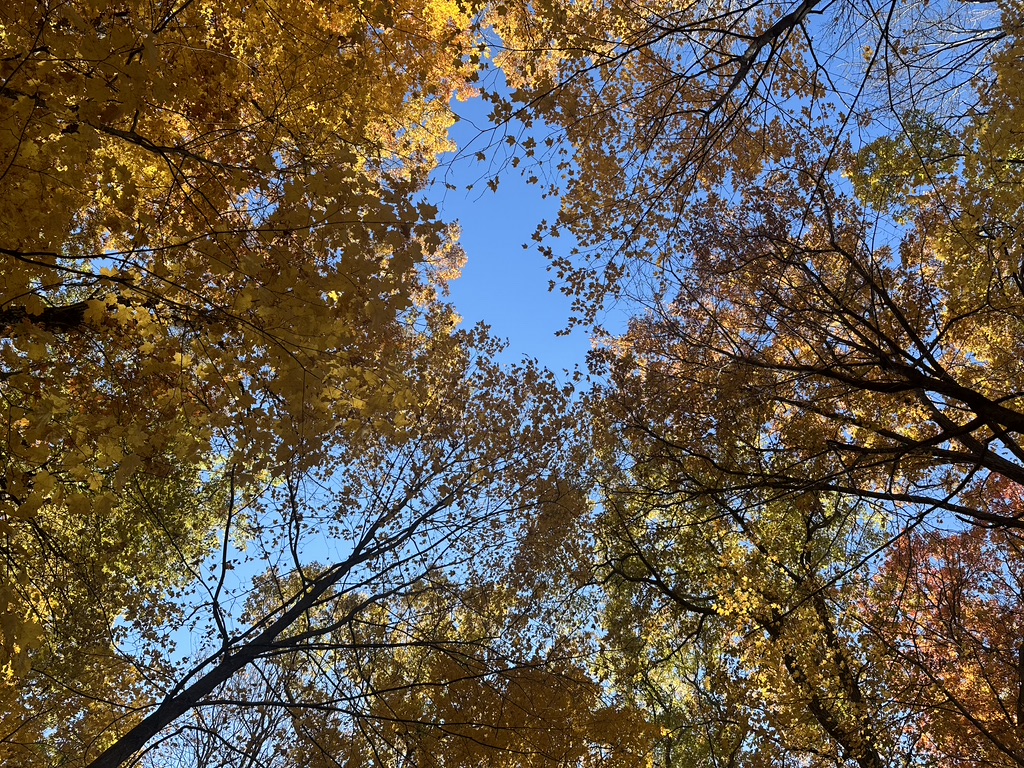 Looking up through trees with vibrant autumn leaves against a clear blue sky.